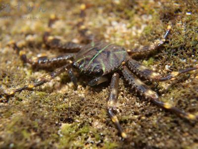 軟甲綱(エビ綱) トゲアシガニ科