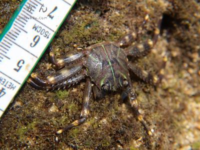 軟甲綱(エビ綱) トゲアシガニ科