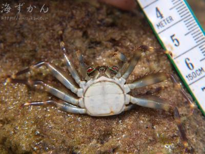 軟甲綱(エビ綱) トゲアシガニ科