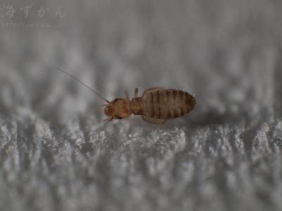 チャタテムシ類の一種 