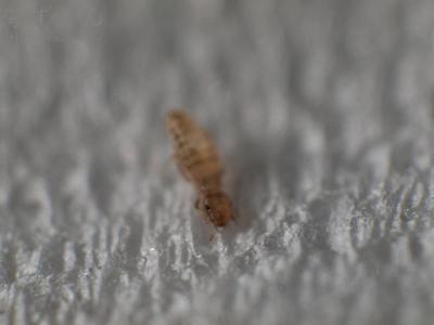 チャタテムシ類の一種 