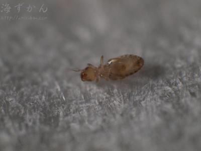 チャタテムシ類の一種 