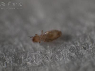 チャタテムシ類の一種 